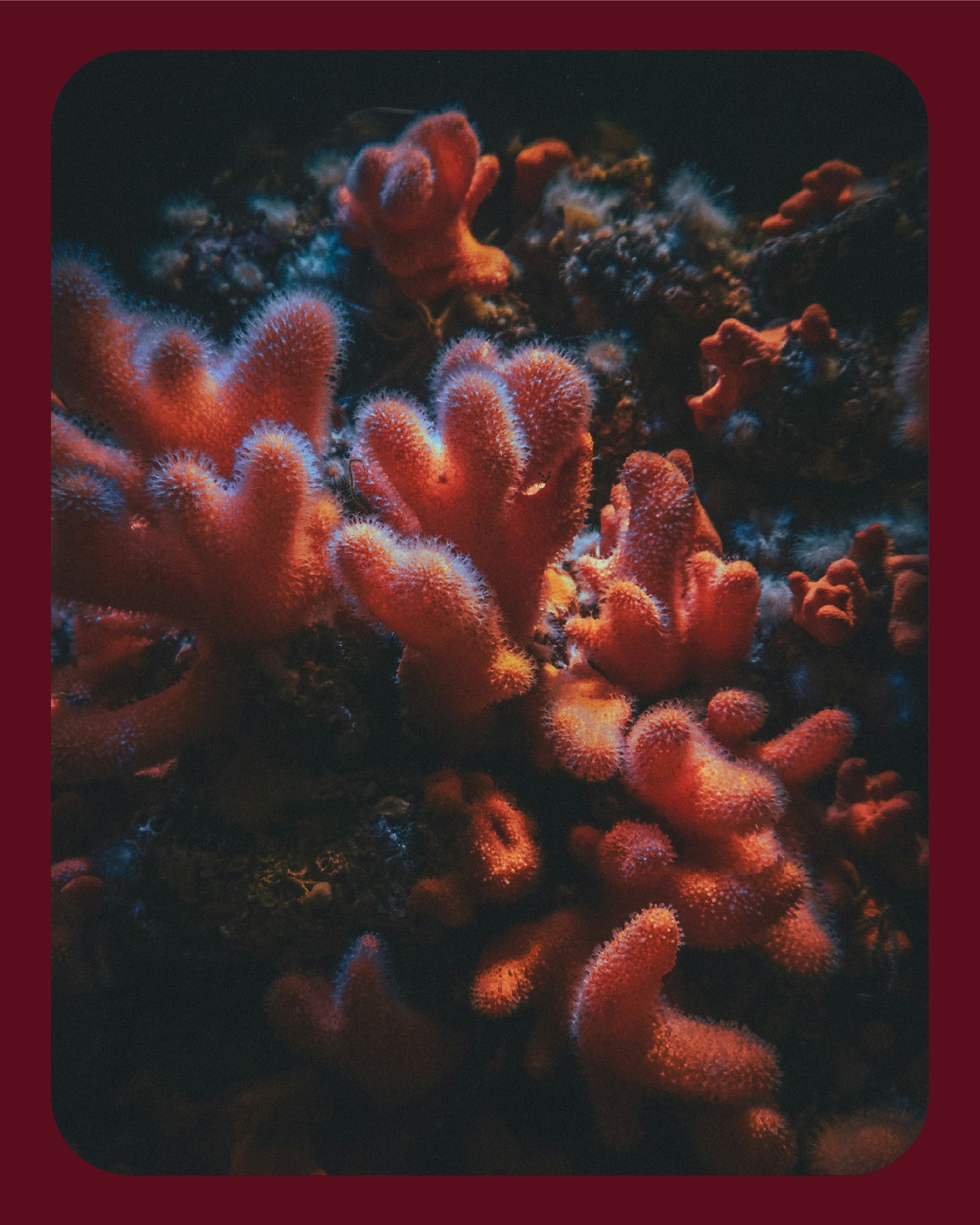Reef Deep-Dive Bangle