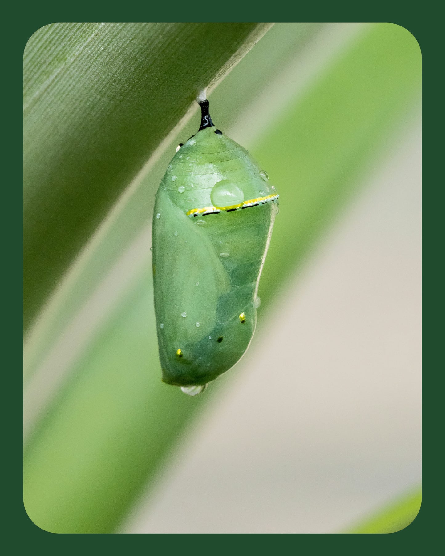 Chrysalis Diamond Earrings
